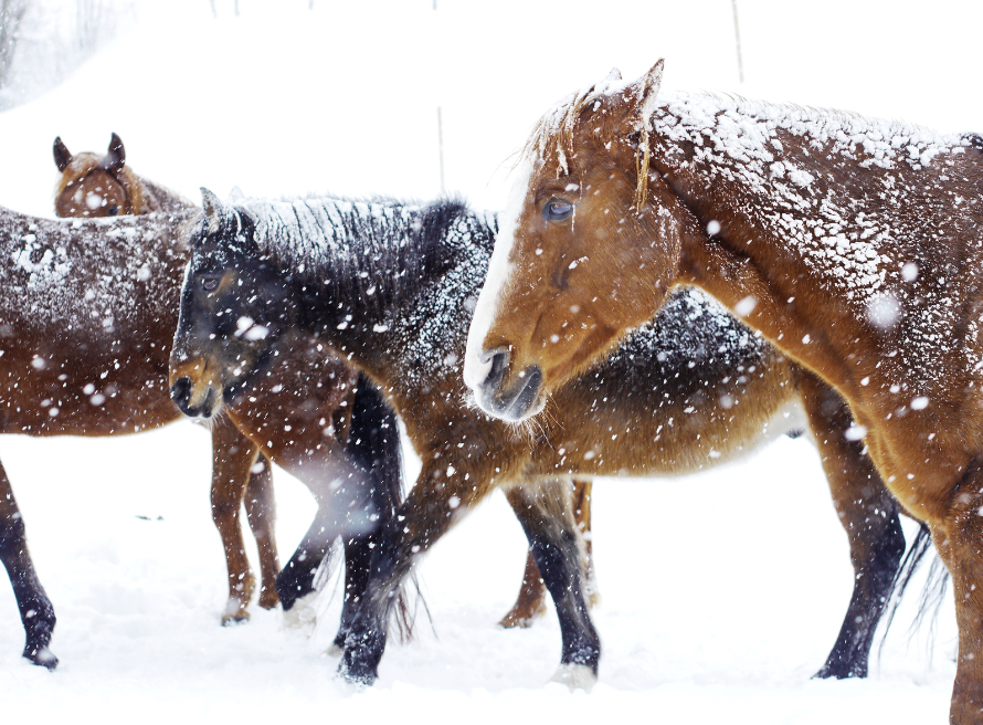 attraper froid cheval